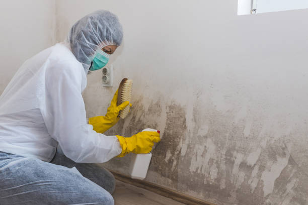 Best Basement Mold Removal  in Marin City, CA